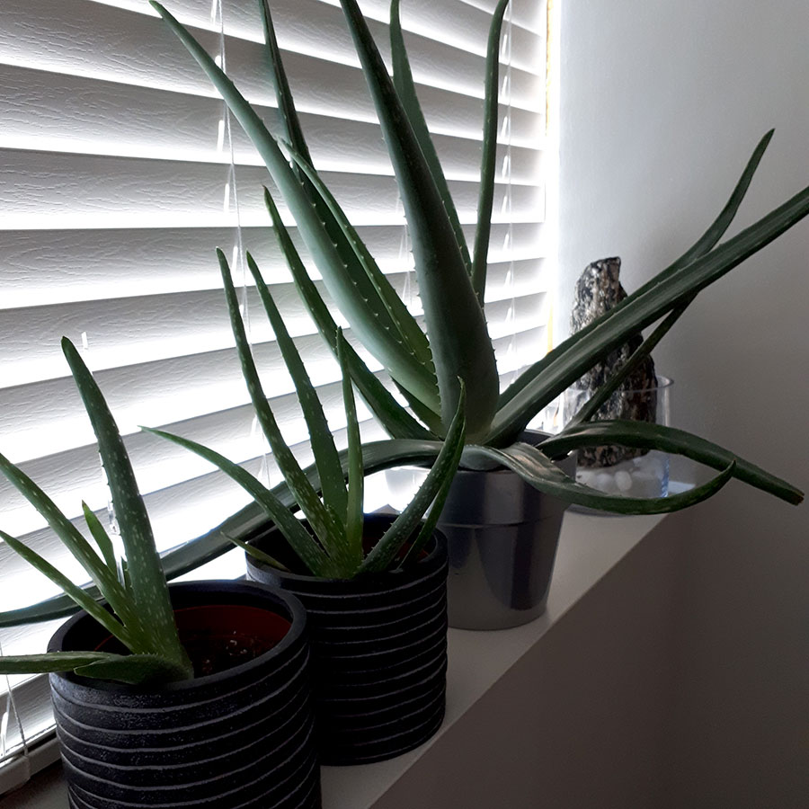 Aloe Plants for EMF Protection